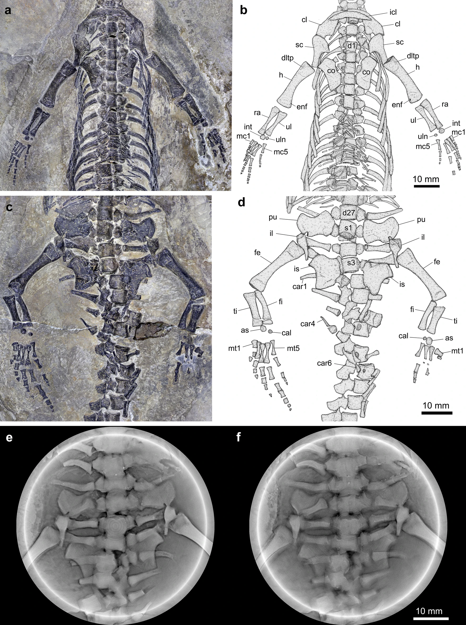 La evolución dotó a los paquipleurosáuridos de agarre lateral.