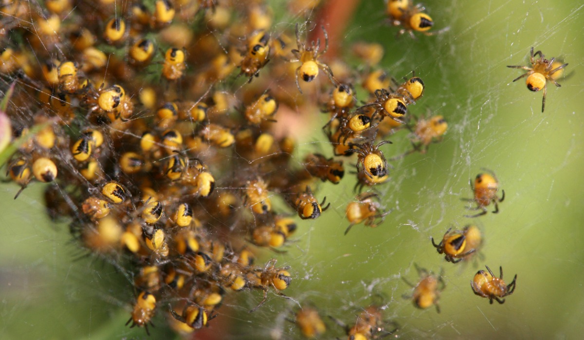 La vida social promueve la evolución de estas especies.