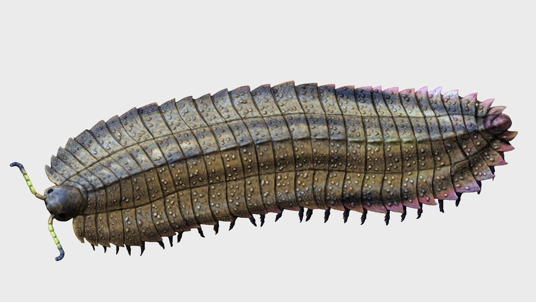 Arthropleura es un milpiés extinto del Carbonífero Tardío de Europa