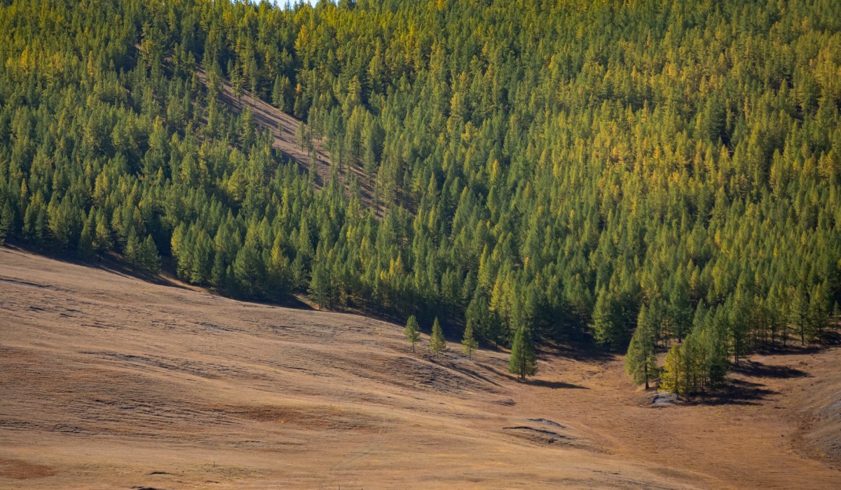 Las tierras de cultivo arrasadas por los mongoles fueron recuperadas por los bosques.