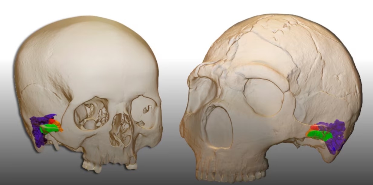 una pequeña fracción de ADN neandertal persiste en la población humana actual