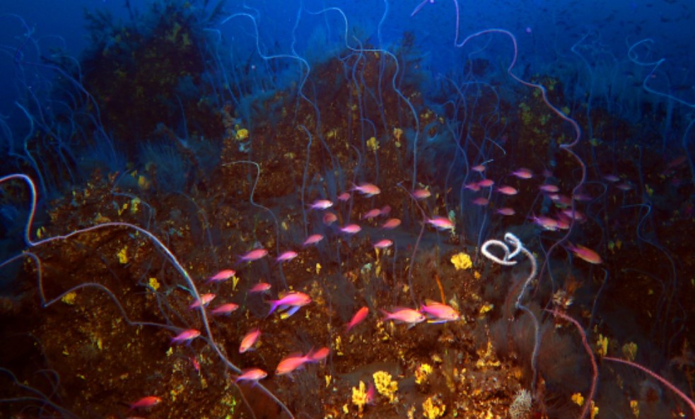 Corales y peces, entre la lava submarina del volcán Tajogaite de La Palma