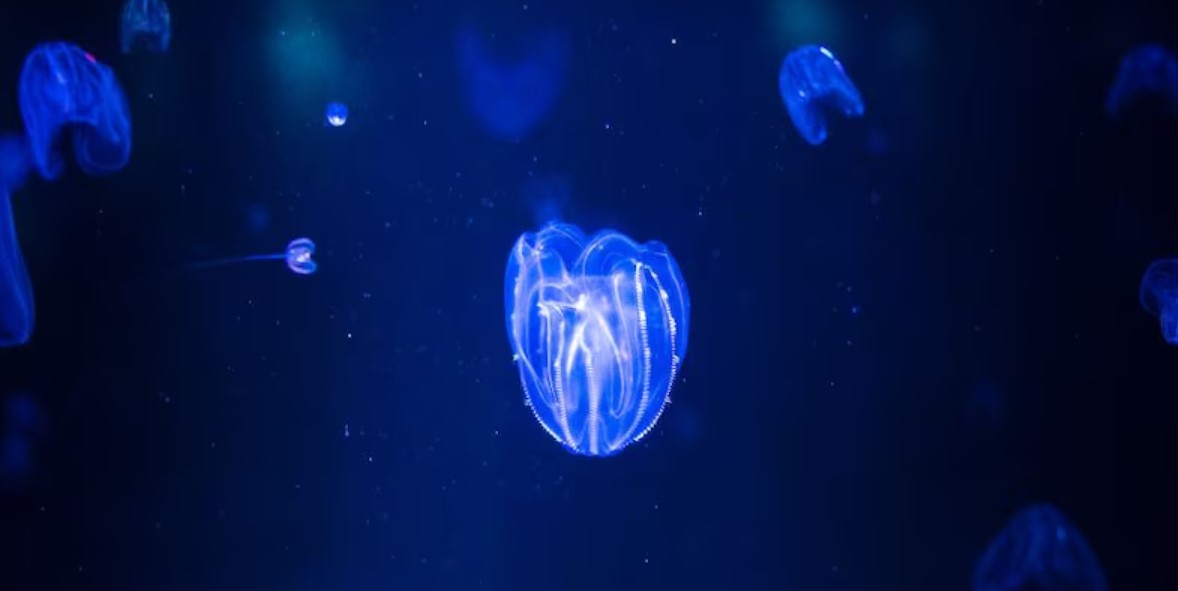 Dos medusas peine se fusionaron en un solo ser vivo en un estanque de laboratorio.