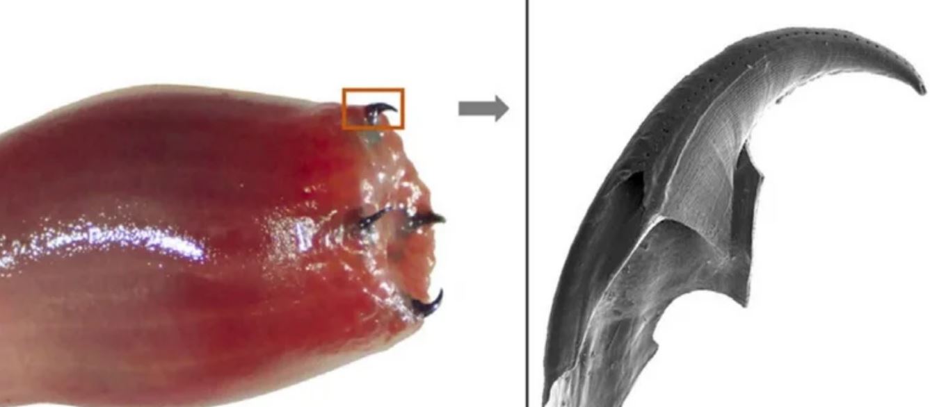 Una proteína estructural permite que el cobre y la melanina se unan.