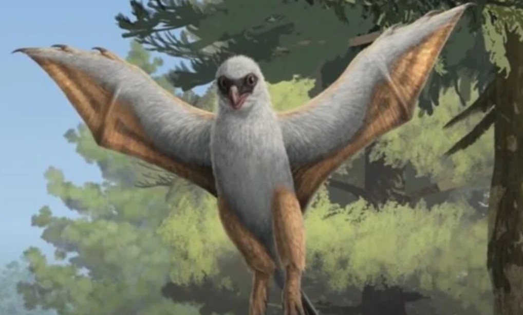 El nombre Ambopteryx, significa «ambas alas» en latín