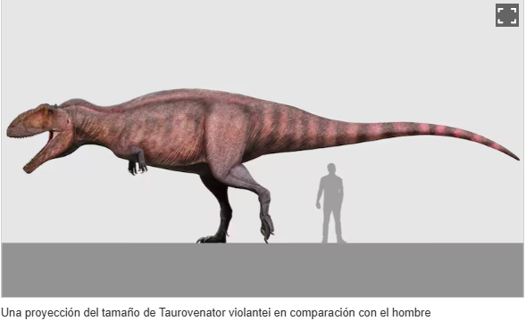 El Taurovenator violantei media unos once metros de largo y pesaba unas cinco toneladas.