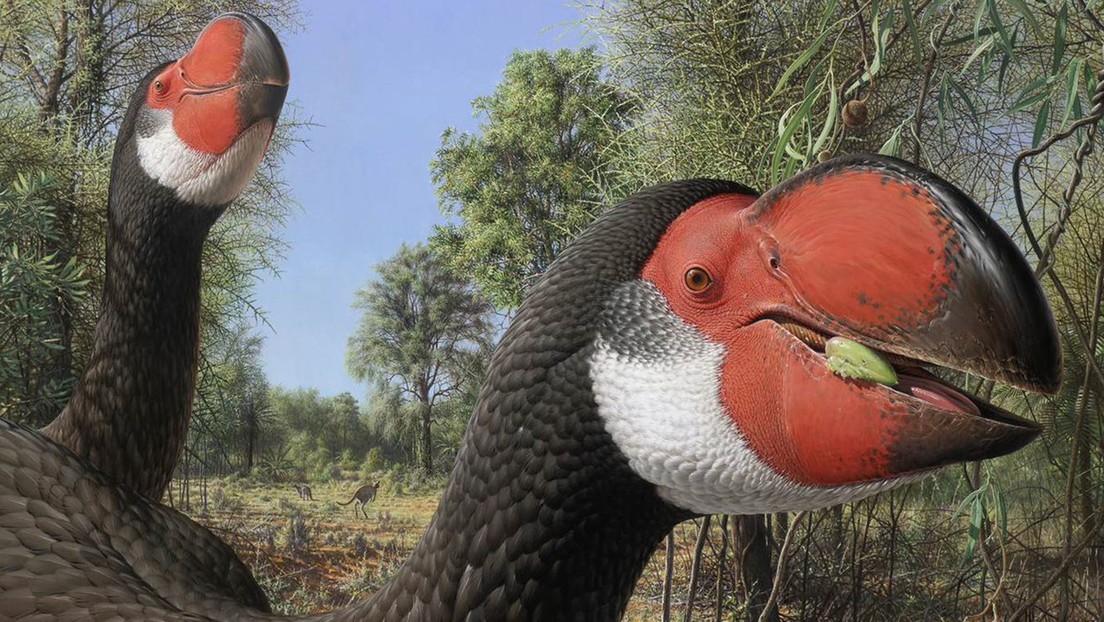 Se han descubierto los huesos articulados fosilizados del pájaro del trueno de Stirton (Dromornis stirtoni), 
