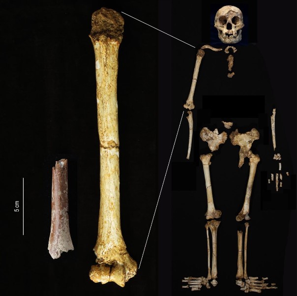 Fragmento de húmero de Mata Menge (izquierda) y húmero de Homo floresiensis