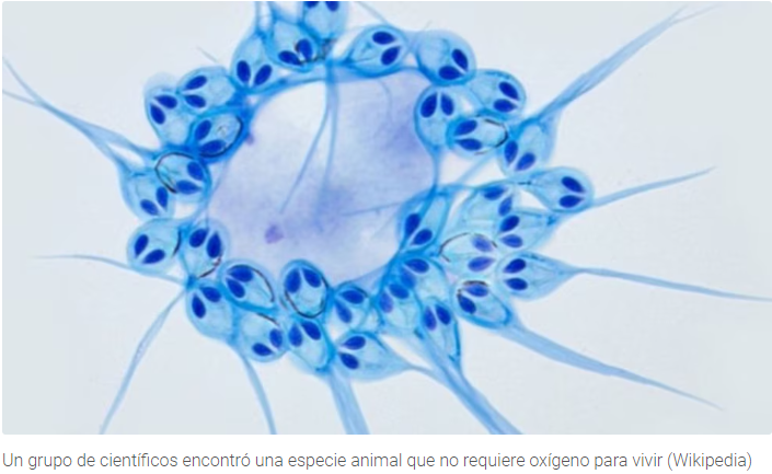 En su evolución, la Henneguya salminicola optó por un metabolismo anaeróbico.