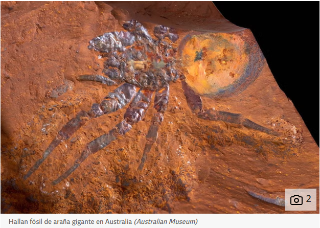 Esta araña habitó la Tierra entre 11 y 16 millones de años atrás, en el Mioceno.