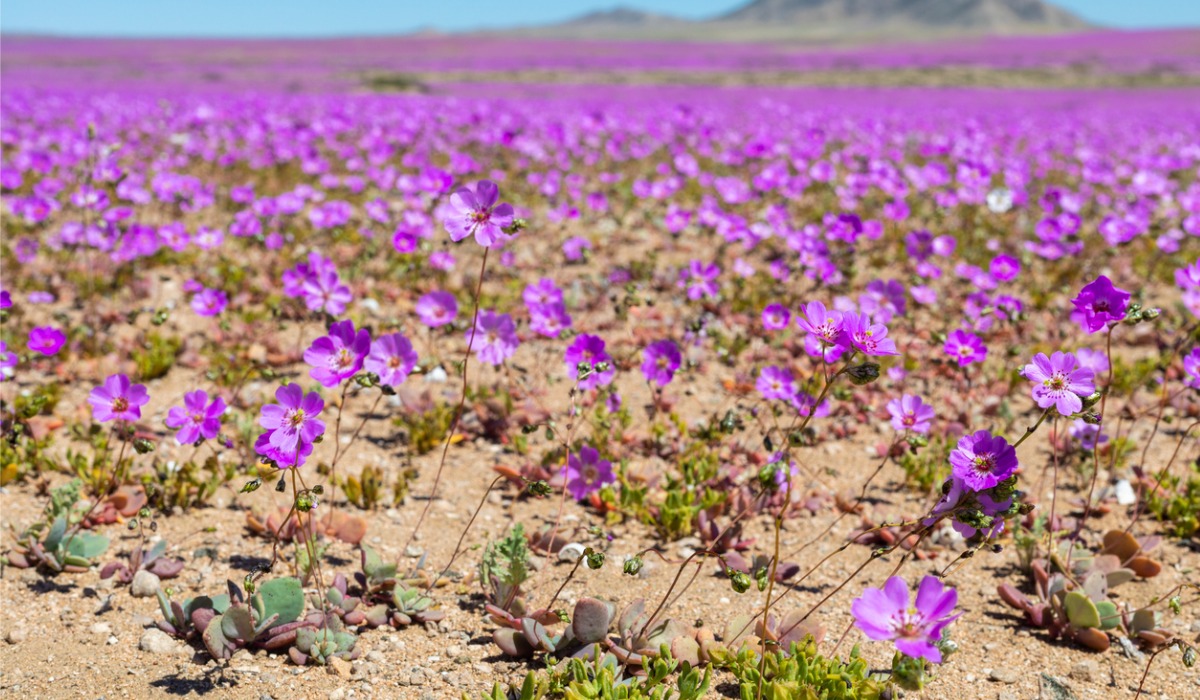 Este evento no está relacionado con el desierto florido, el cual ocurre en primavera.