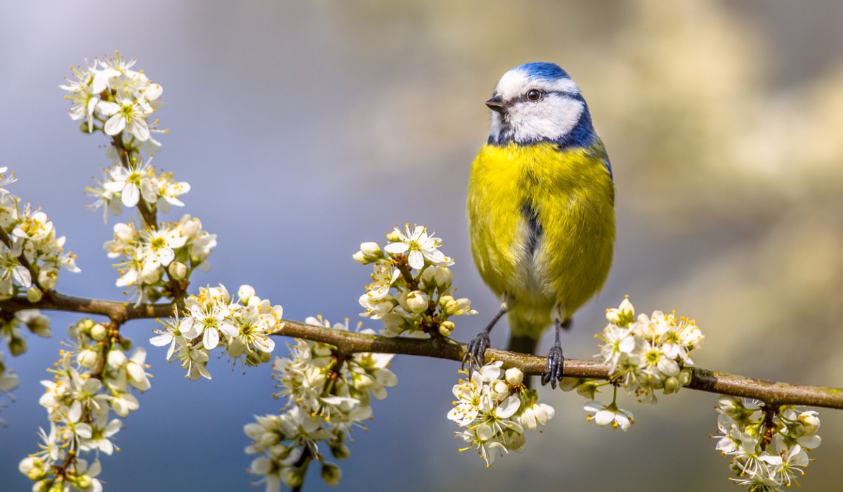 El cambio climático está afectando el ornamento del herrerillo.