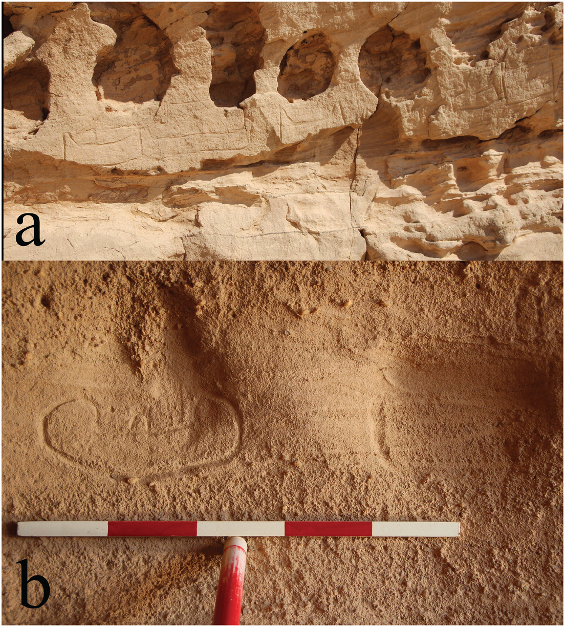 La presencia de ganado en el antiguo arte rupestre es una de las pruebas más importantes que establece que alguna vez fue un 'Sáhara verde'
