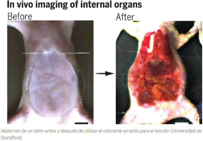 Los expertos afirman que en el futuro se podrá hacer lo mismo en seres humanos.