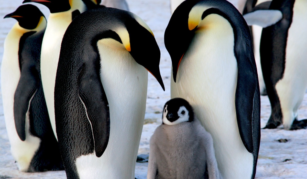 Ejemplares de pingüino emperador, el más grande los pingüinos modernos.