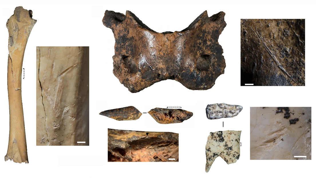 los científicos extrajeron de la cueva más de 2.500 huesos con signos de fabricación de herramientas