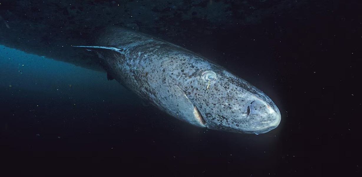 El estudio del genoma de este tiburón también podría ofrecer respuestas aplicables al envejecimiento humano