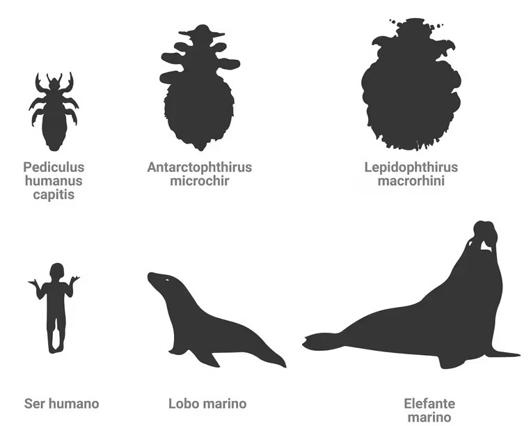 Los piojos sobreviven al alimentarse de la sangre de los mamíferos marinos 