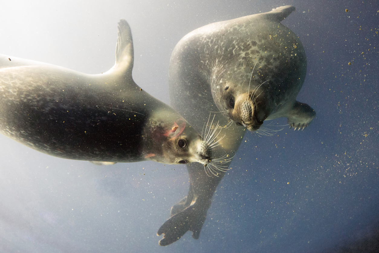 Los piojos también se han adaptado a vivir en mamíferos marinos como focas, lobos marinos y morsas