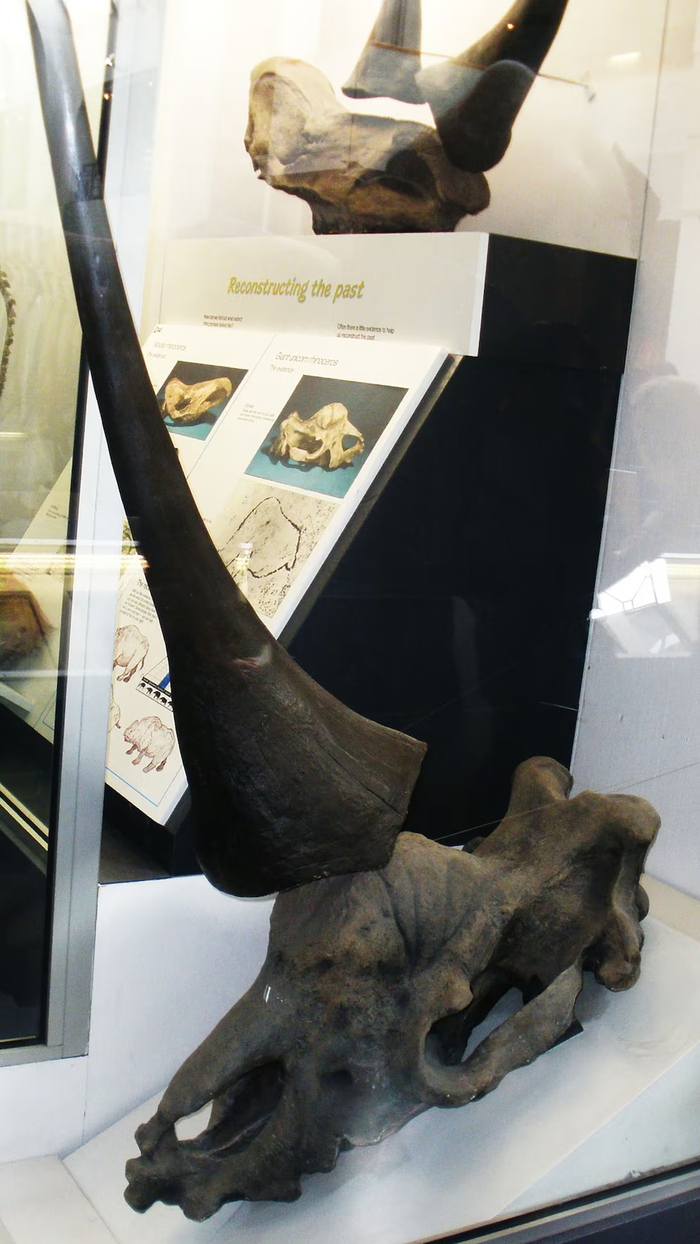 se pensaba que el Elasmotherium se extinguió hace 350 mil años