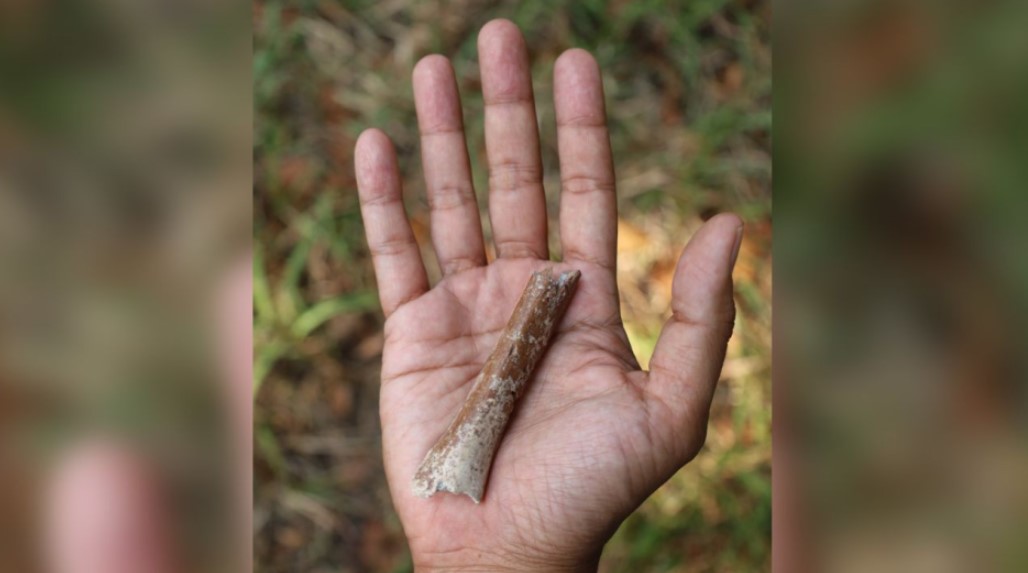 Fragmento de húmero distal de la especie extinta Homo floresiensis