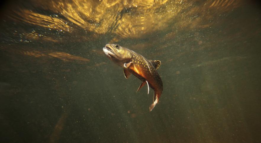 Advierten que los peces se vuelven adictos a las drogas en el agua