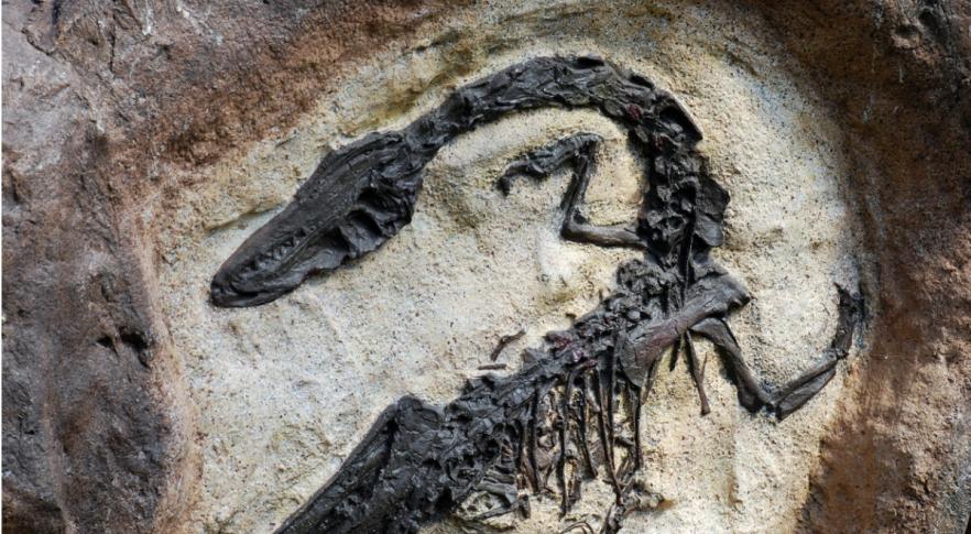 Descubren una nueva especie de dinosaurio carnívoro en la Patagonia