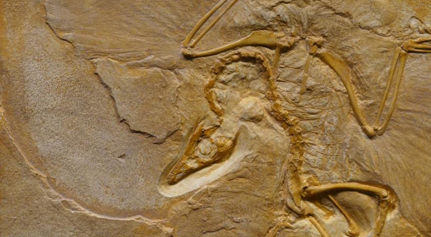 Descubren restos prehistóricos de lo que sería el ave más grande del mundo