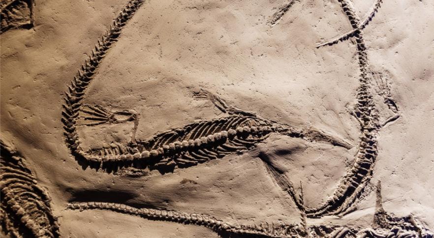 Descubren el fósil más antiguo de un reptil marino en el hemisferio sur