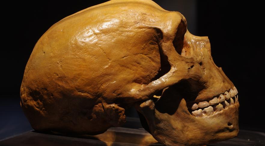 El fósil con síndrome de Down que demostró la compasión de los neandertales