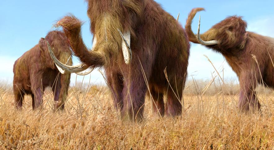 Reconstruyen el genoma de un mamut lanudo en 3D