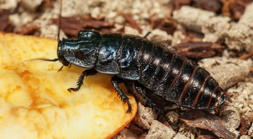 Australia: encuentran una especie de cucaracha carnívora que se creía extinta