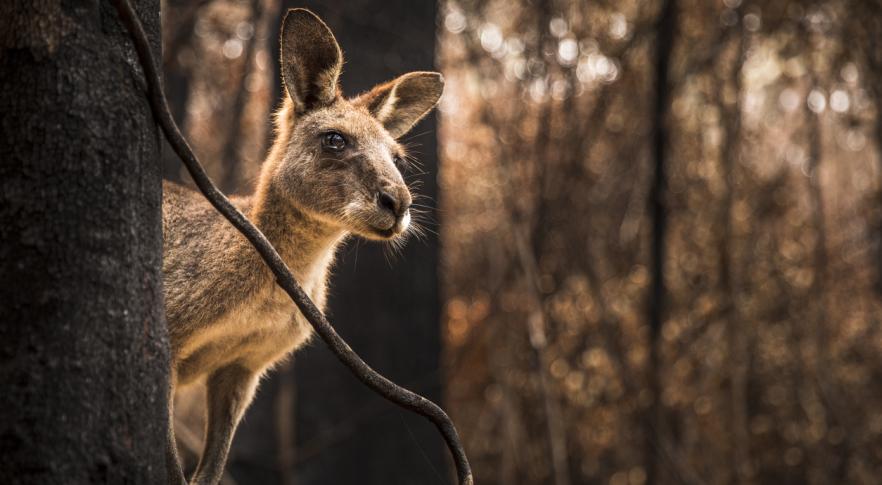 El misterio de la frontera invisible que los animales no cruzan