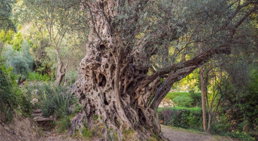 “Resucitan” un árbol de mil años relacionado con la Biblia