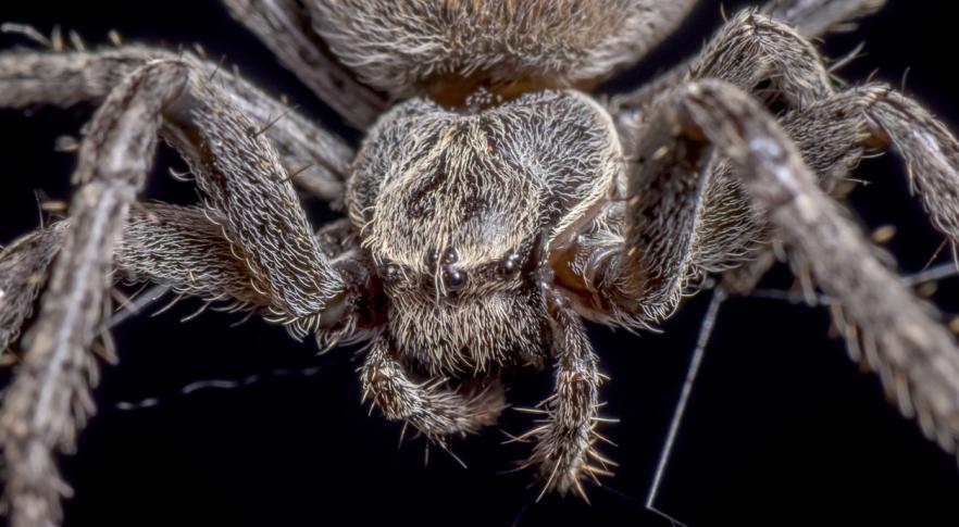 Encuentran en Australia el fósil de una araña gigante