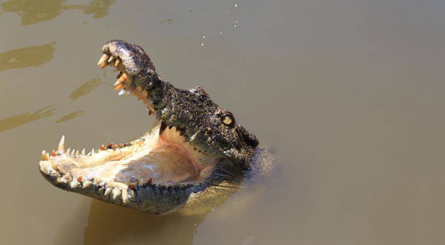 Descubren un cocodrilo que corría sobre dos patas y cazaba dinosaurios