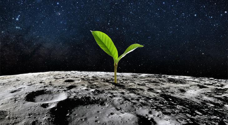 China logra cultivar una planta de algodón en el lado oscuro de la Luna-0