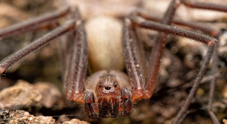 México: descubren una nueva especie de araña violinista-0