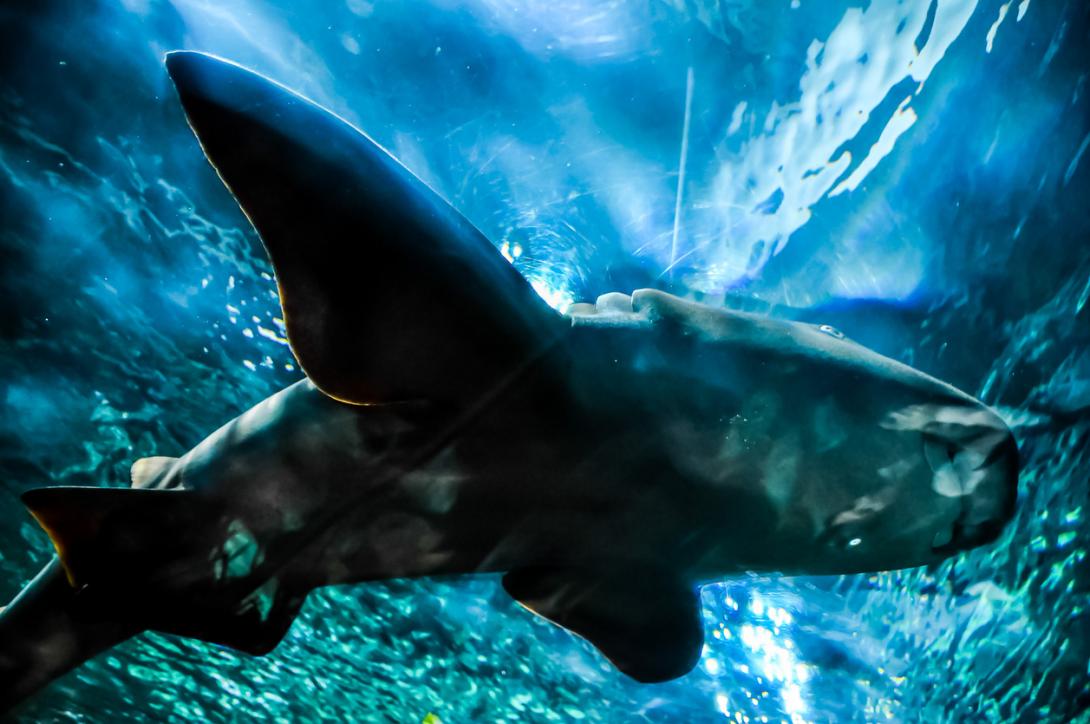 Descubren un gigantesco tiburón de 10 metros de largo que vivió en la prehistoria-0