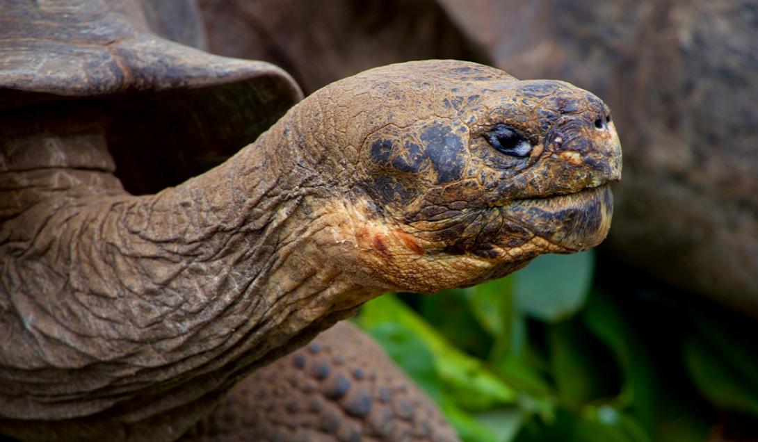Descubren los restos de una tortuga gigante del Amazonas-0