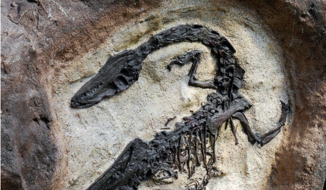 Descubren una nueva especie de dinosaurio carnívoro en la Patagonia-0