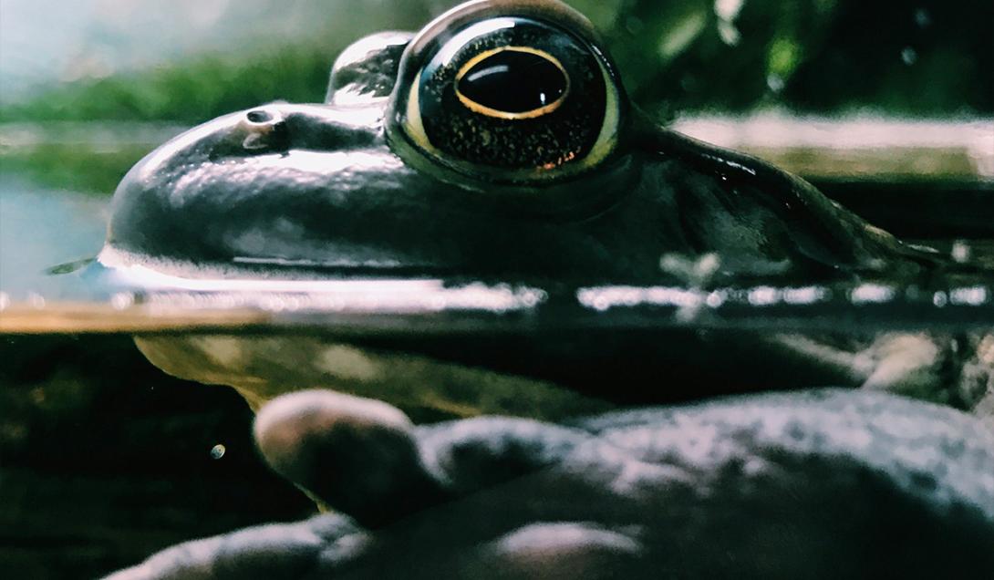 Revelan qué animal fue el primero que tuvo pelo-0