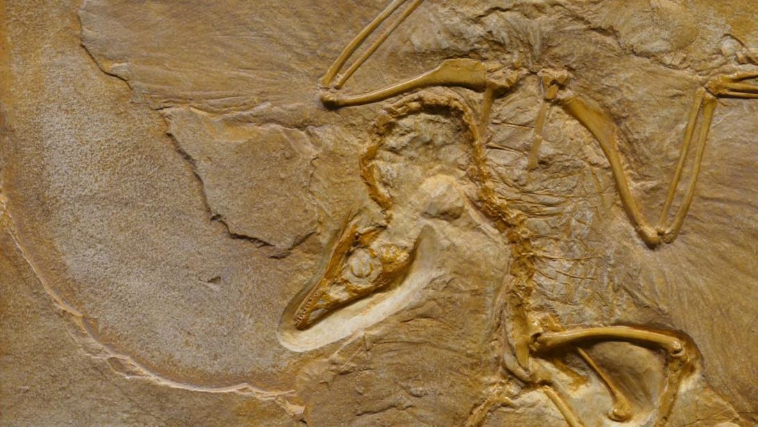Descubren restos prehistóricos de lo que sería el ave más grande del mundo-0