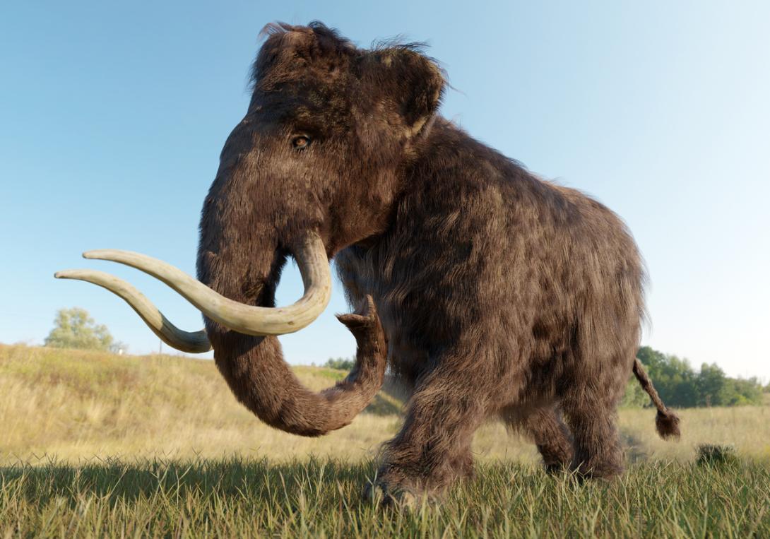 Un nuevo estudio da por tierra con la teorías que explicaban la extinción de los mamuts lanudos-0