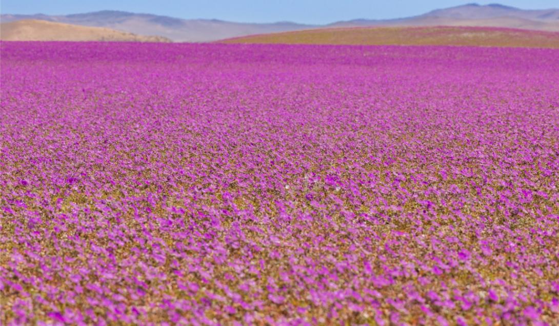 Alerta climática: el desierto más árido del mundo se llenó de flores-0