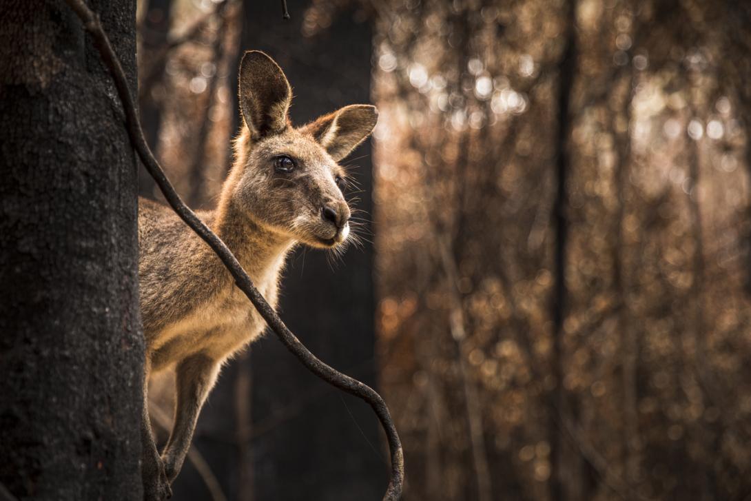 El misterio de la frontera invisible que los animales no cruzan-0