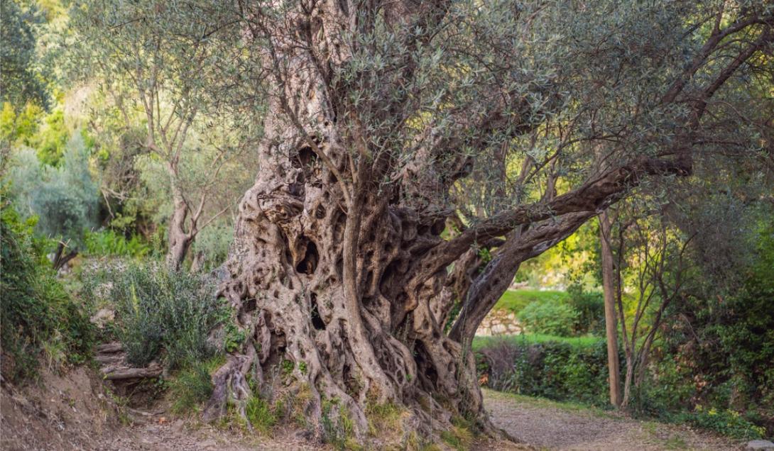 “Resucitan” un árbol de mil años relacionado con la Biblia-0