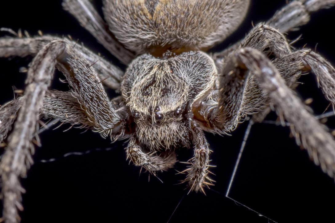 Encuentran en Australia el fósil de una araña gigante-0